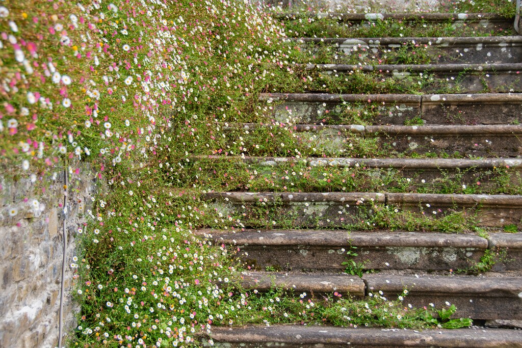 Stone steps being colonised by Mexican Fleabane by anncooke76