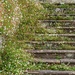 Stone steps being colonised by Mexican Fleabane by anncooke76