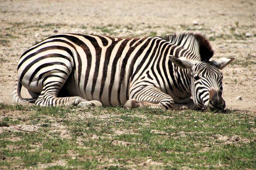 Resting Zebra by randy23