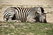 24th Jul 2024 - Resting Zebra