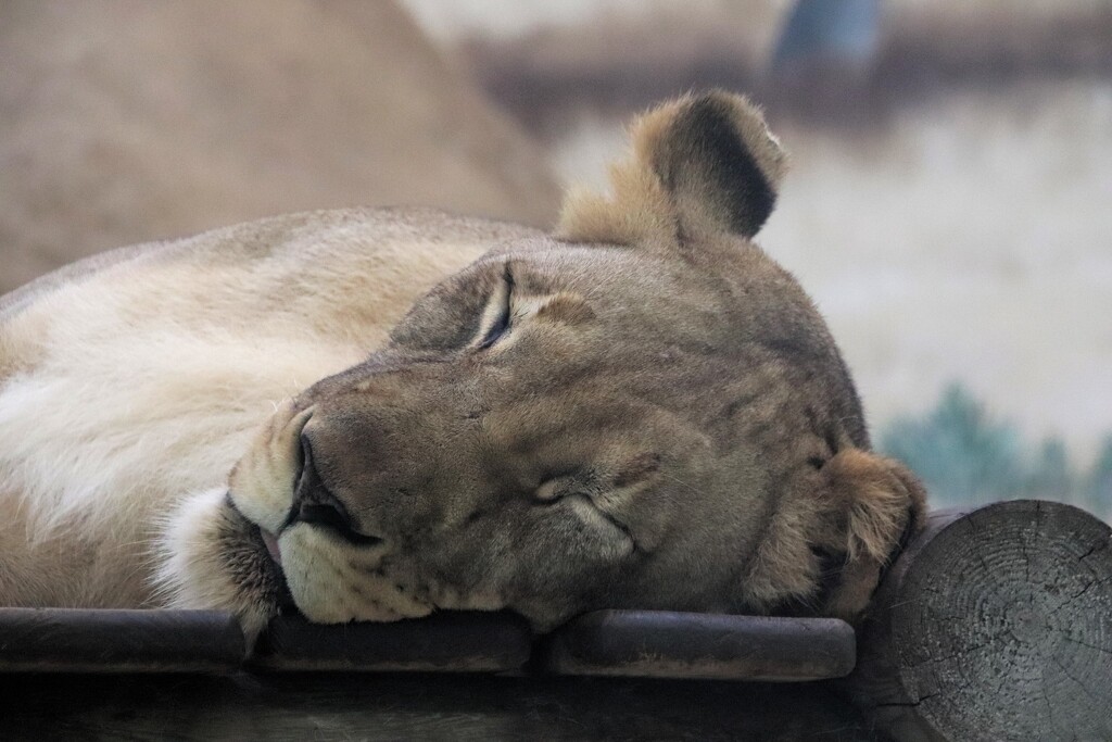 Sleeping Lion  by randy23