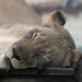 Sleeping Lion  by randy23