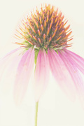 2nd Aug 2024 - Abstract Coneflower