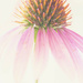 Abstract Coneflower by skipt07