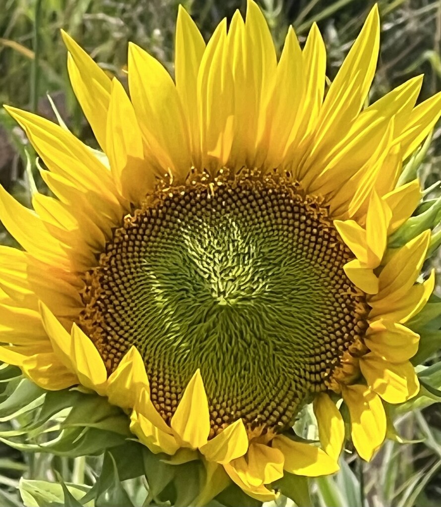 Wild sunflower  by radiogirl