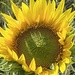 Wild sunflower  by radiogirl