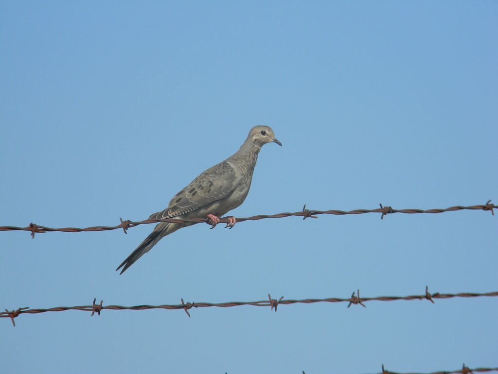 Mourning Dove on Wired Fence  by sfeldphotos