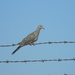 Mourning Dove on Wired Fence  by sfeldphotos