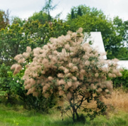 2nd Aug 2024 - Smoke bush