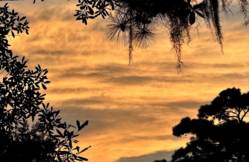 Marsh sunset by congaree