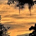 Marsh sunset by congaree