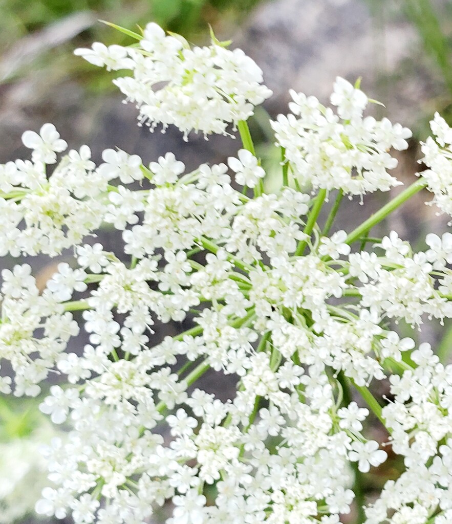 More Queen Anne's Lace by houser934