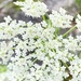 More Queen Anne's Lace by houser934