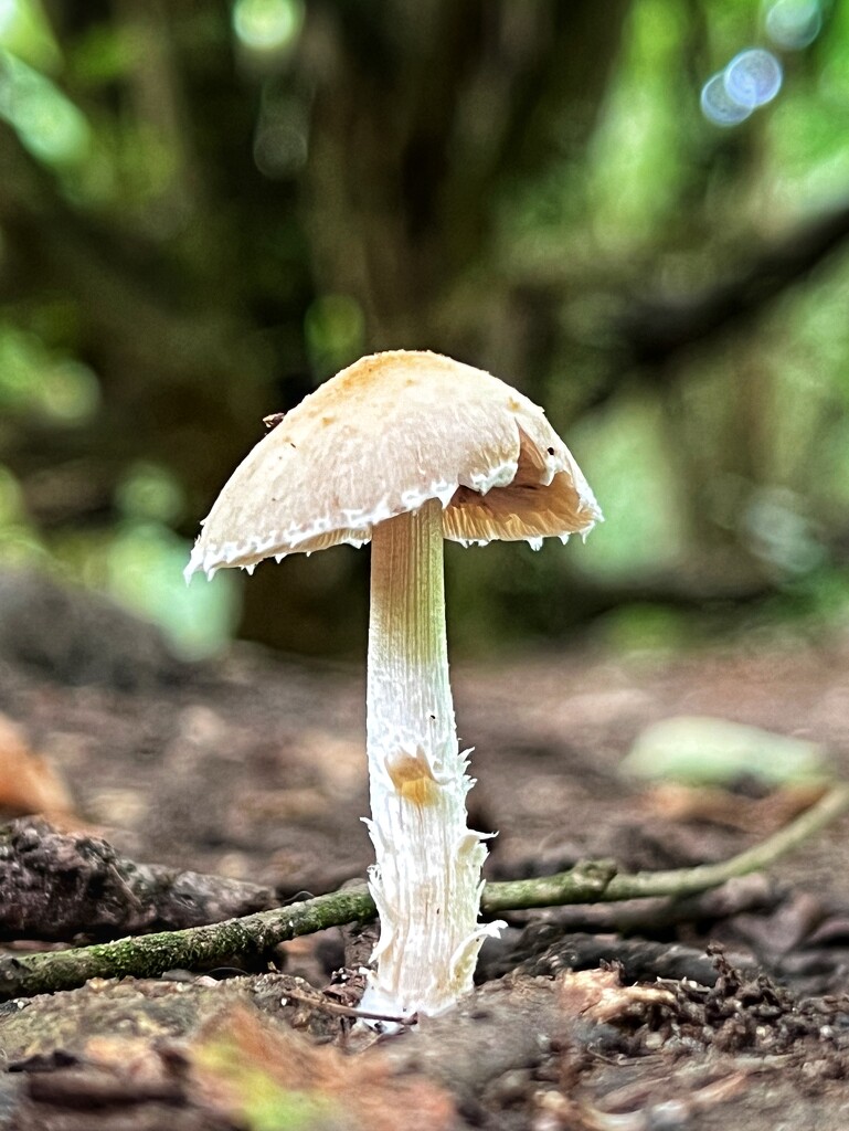 Lone Shroom by gaillambert