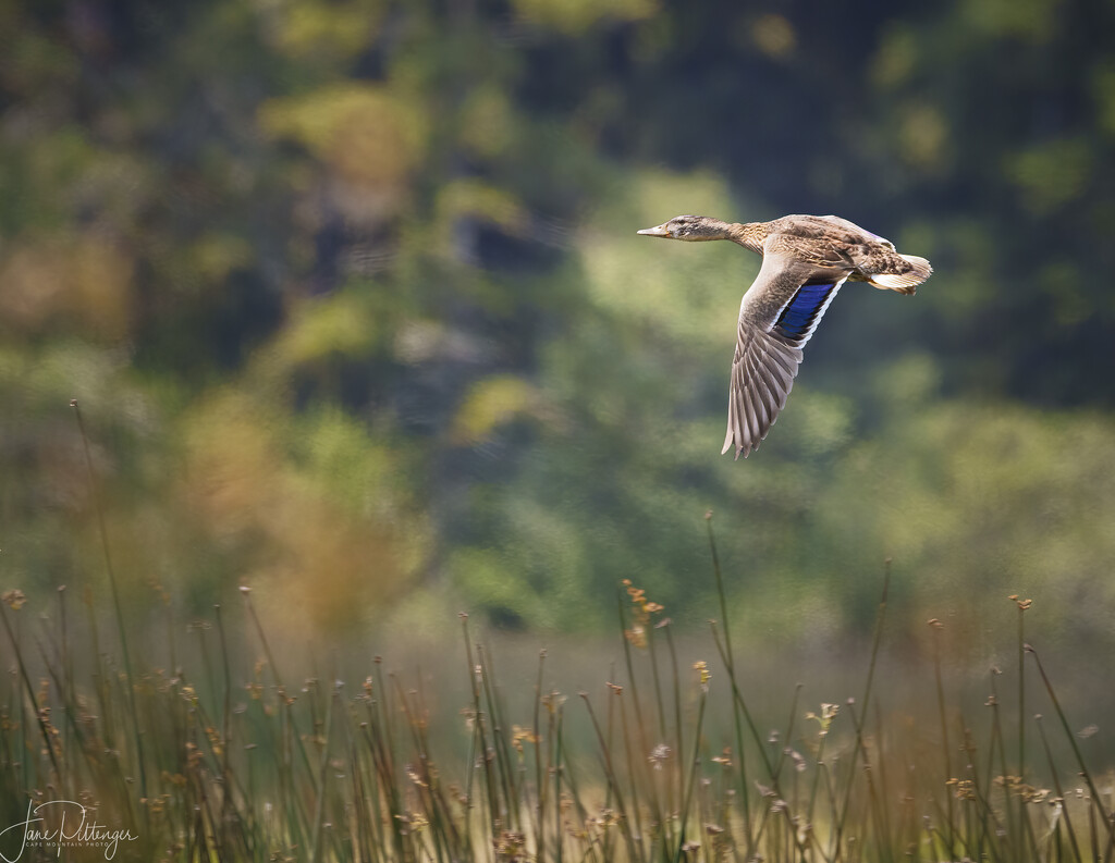 Female Mallard  by jgpittenger