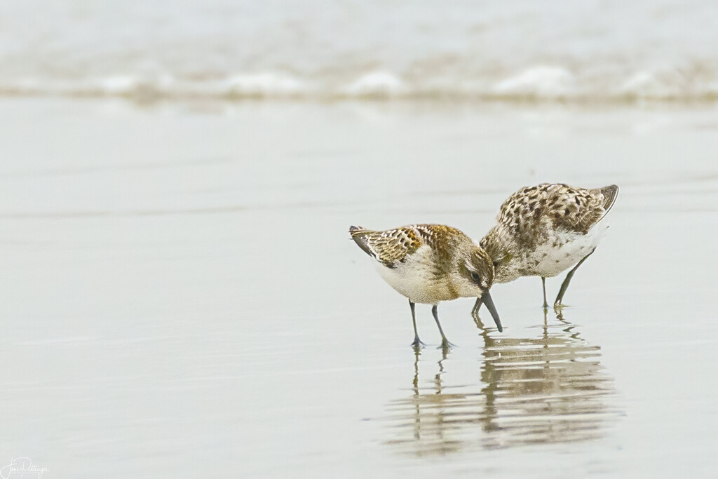 Sanderlings Eating Together  by jgpittenger