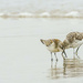 Sanderlings Eating Together  by jgpittenger