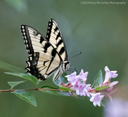 2nd Aug 2024 - Swallowtail