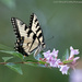 Swallowtail by mccarth1