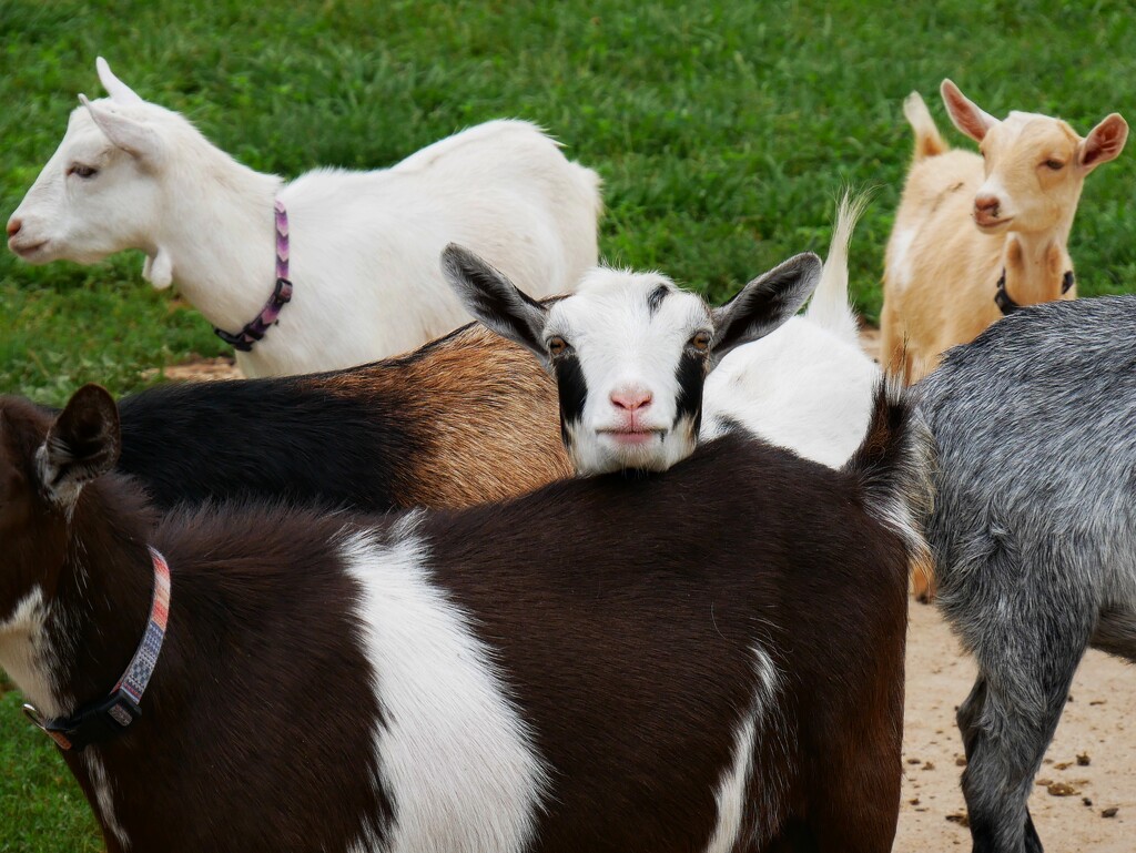 Goat Surprise by ljmanning