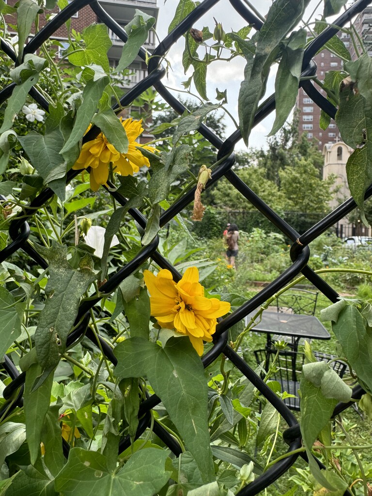 Community Garden by blackmutts