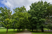 30th Jul 2024 - Tree Alley