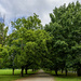 Tree Alley by lstasel