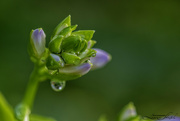 31st Jul 2024 - Hosta