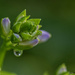 Hosta by lstasel