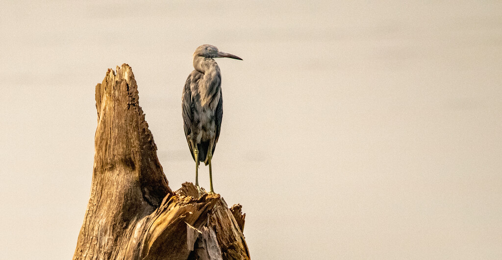 Juvenile Little Blue Heron! by rickster549