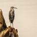 Juvenile Little Blue Heron! by rickster549