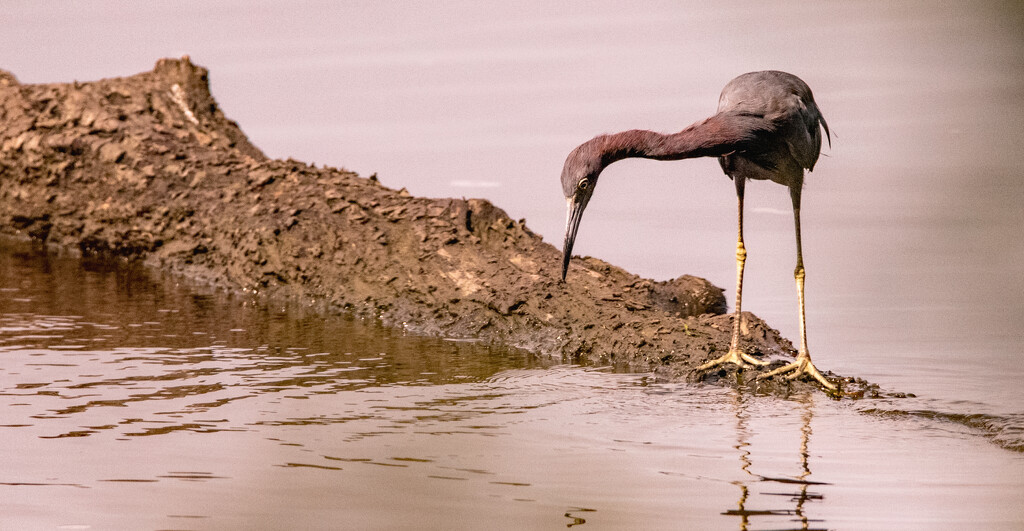 Adult Little Blue Heron! by rickster549