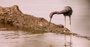 2nd Aug 2024 - Adult Little Blue Heron!