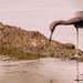 Adult Little Blue Heron! by rickster549