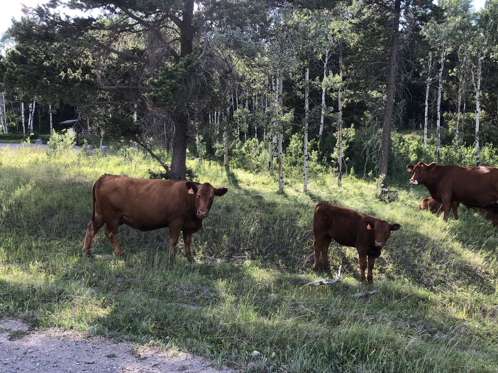 Cattle in the Mountains  by dailypix