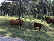 2nd Aug 2024 - Cattle in the Mountains 