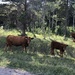 Cattle in the Mountains  by dailypix