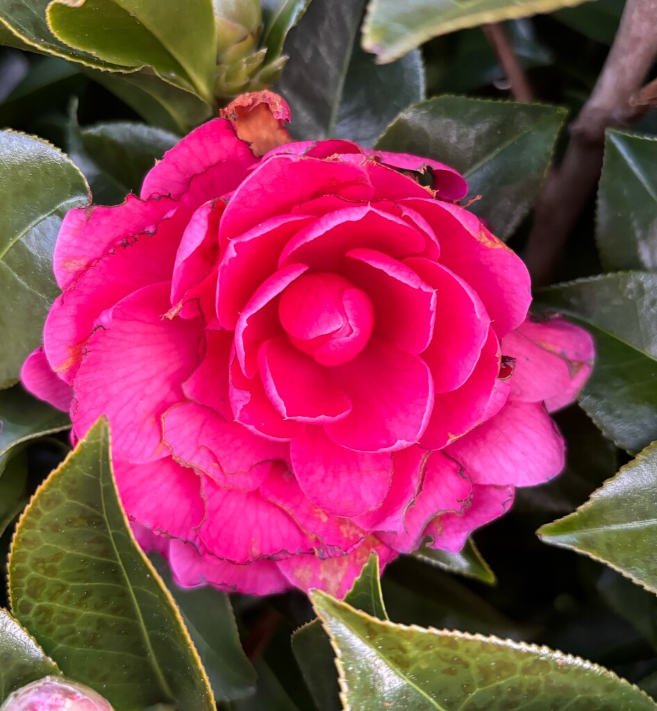 Camellia  by tippy