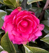 3rd Aug 2024 - Camellia 