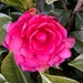 Camellia  by tippy