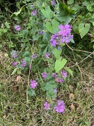 9th Jul 2024 - Hedgerow...