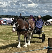 11th Jul 2024 - Heavy horse and cart.....