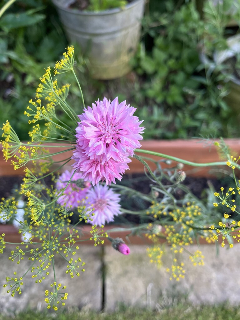 Wild flowers in garden.... by anne2013