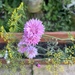 Wild flowers in garden.... by anne2013