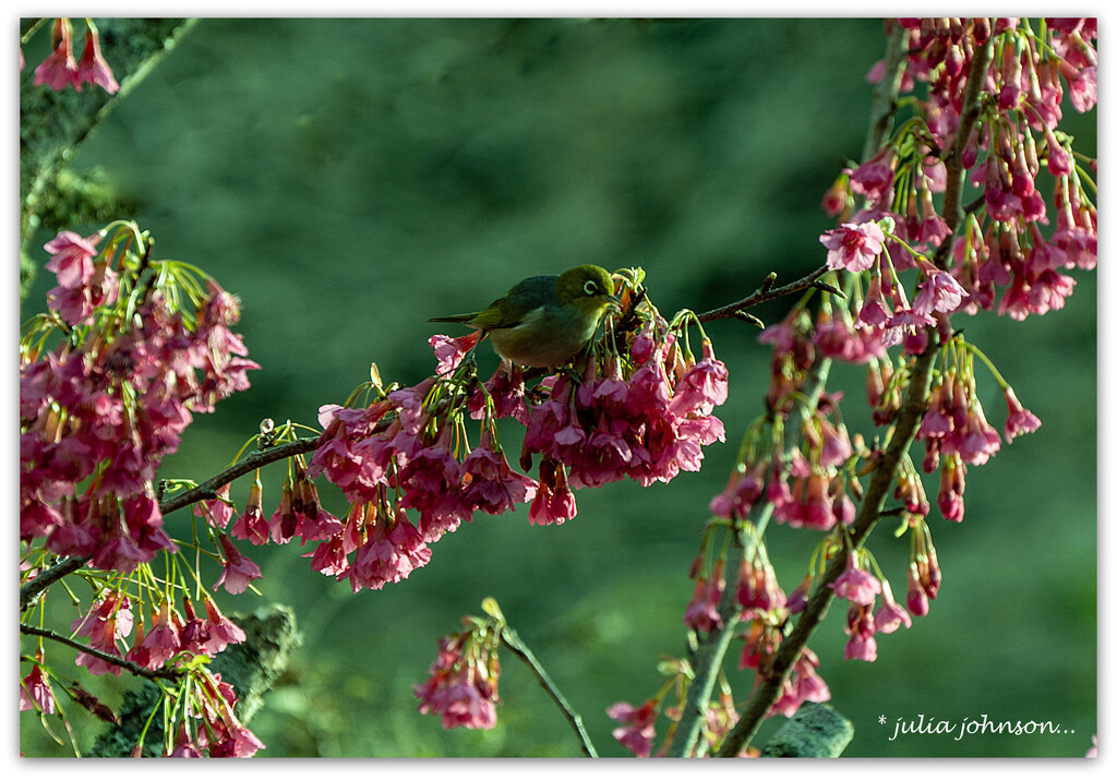 Tahou or Silvereye on the Taiwan Cherry by julzmaioro