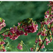 Tahou or Silvereye on the Taiwan Cherry by julzmaioro