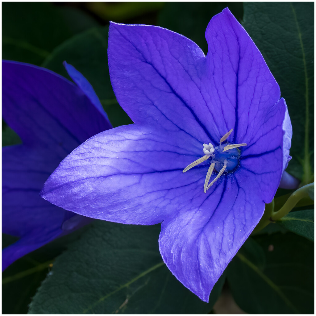 Balloon flower by clifford