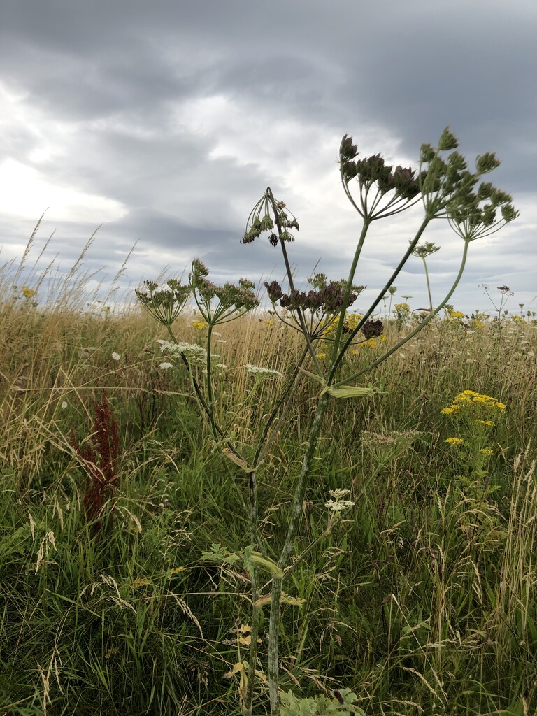 On the common  by sleepingexplorer