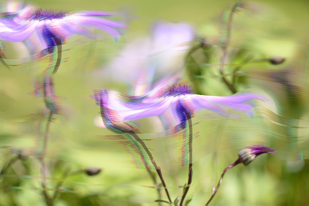 Flowers in motion~~~~ by ziggy77