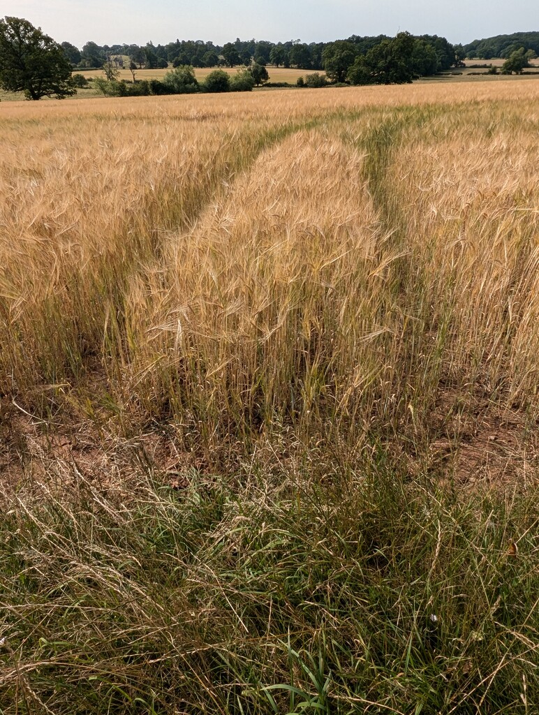 HARVEST. by derekskinner